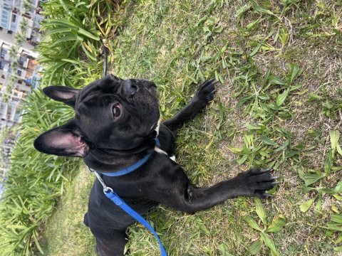 Artık bakamadığım için köpeğimi ücretsiz sahiplendiriyorum
