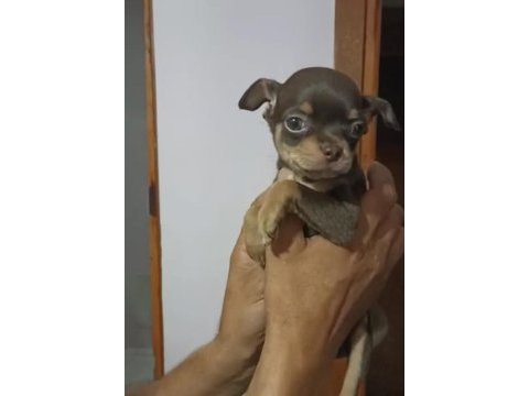 Aşılı teslim yavrular chihuahua
