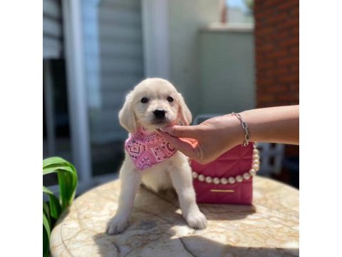 Orijinal golden retriever bebekler