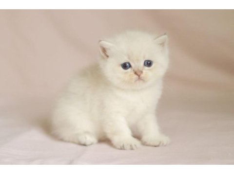 Muhteşem british shorthair mavi göz golden point