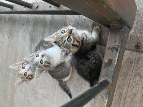 Çok şeker üç adet tekir