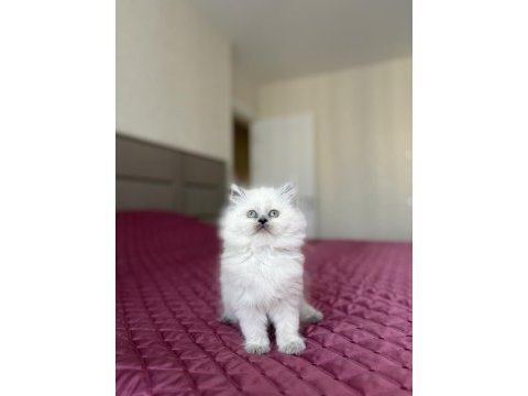 Brıtısh longhaır blue point yavrularım 