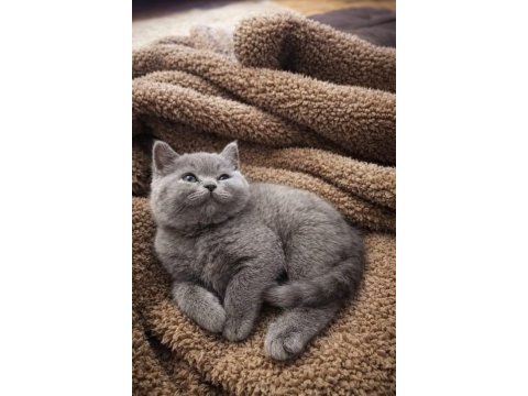 2 aylık british shorthair dişi yavru