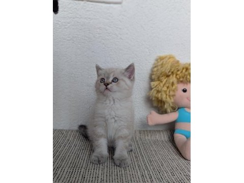 Kedimiz lokum un 4 adet british shorthair yavrusu