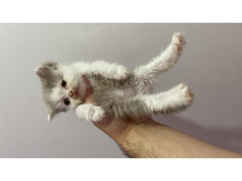 British shorthair bicolor