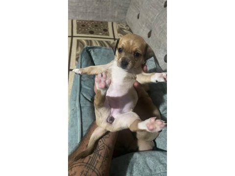 Yeni pinscher bebekler sahiplerini arıyor