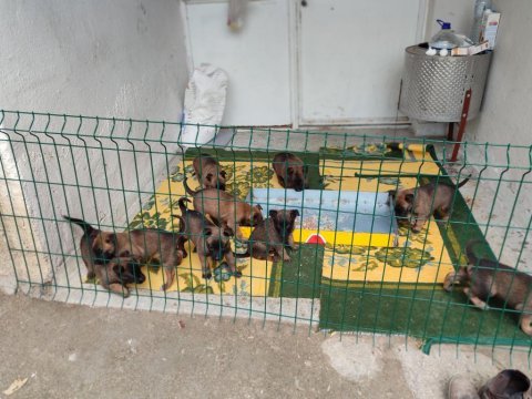 6 mart doğumlu belçika malinois yavrular