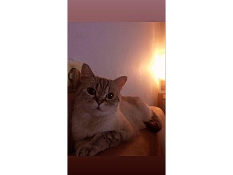 Kedimiz fırfır yuva arıyor