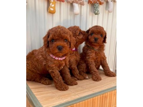 Kore toy poodle yavruları