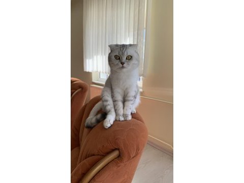 Scottish fold dişi 4 yaşında