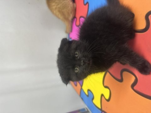 Scottish fold erkek yavrular yeni evleri için hazır