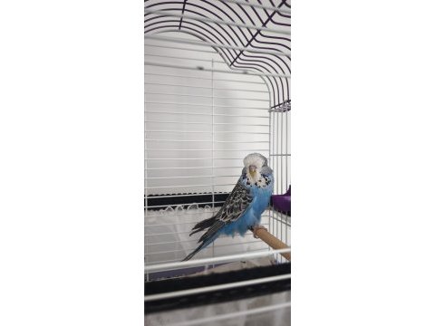 3 aylık dişi show jumbo muhabbet kuşu