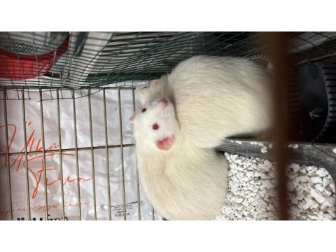 9 aylık erkek ratlarımı sahiplendiriyorum