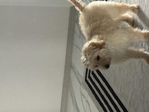 Oyuncu eğitimli maltipoo