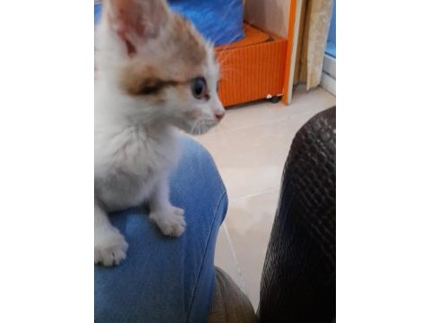 Sevimli kedi yavrusu