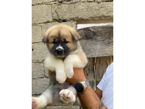 Akita bebekler
