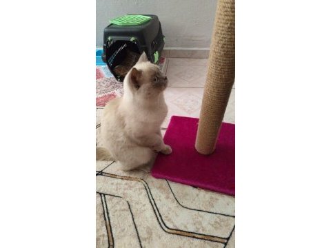 British shorthair blue point
