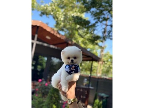 Pamuk şekeri pomeranian boo