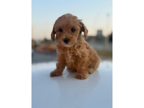 Masal gibi yavrular maltipoo aşkına!