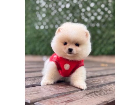 Pomeranian boo yavrular