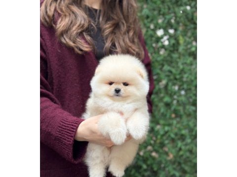 Ayıcık surat pomeranian boo yavrular