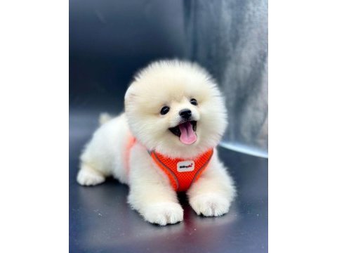 Pomeranian boo erkek ve dişi köpeğimiz