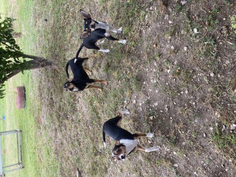Sevimli pinscher