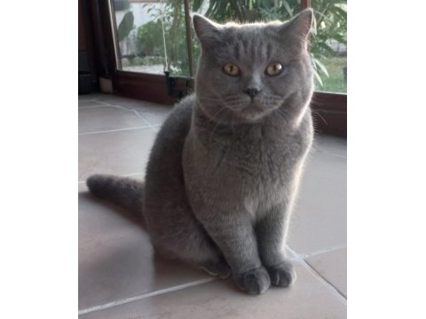 25 şubat doğumlu british shorthair oğlumuz yuvasını aryor