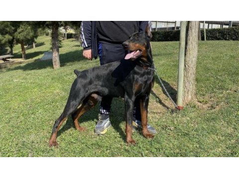 65 günlük dişi ve erkek doberman yavruları
