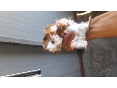 Guinea pig yavruları 1 aylık