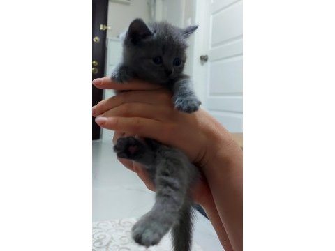 Scottish fold ve blue point yavrularımız