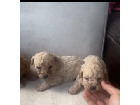 Maltipoo bebekler