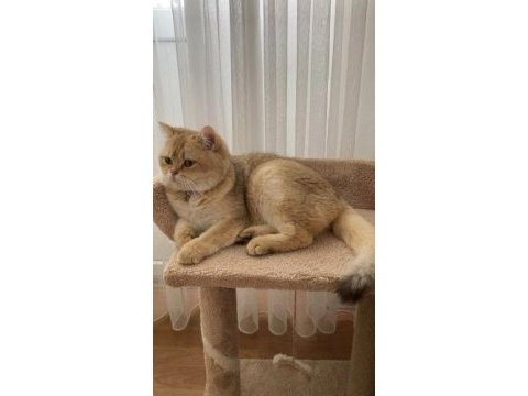 British golden ny12 herşeyiyle tamamen ücretsiz verilecek
