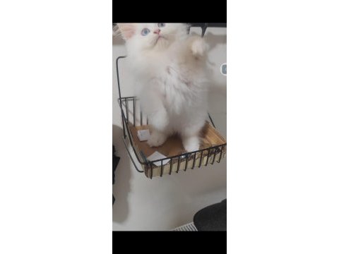 British longhair kedisi