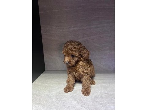Kore 56 günlük toy poodle dişi ve erkek yuva arıyor