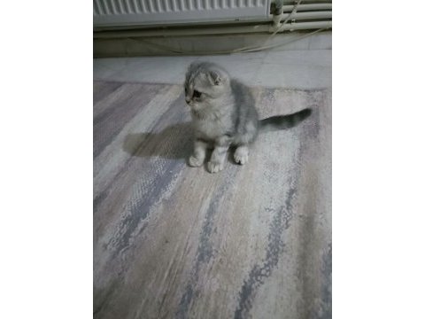 Son iki yavru kedimiz