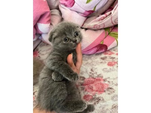 British shorthair yavrularımıza yuva arıyoruz