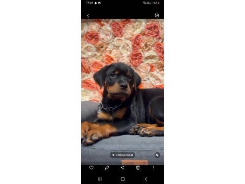 Şecereli dişi rottweiler yavrumuz yeni ailesini bekliyor