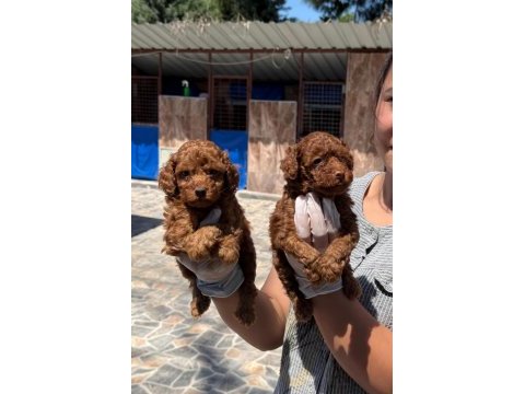 Toy poodle yavrularımız
