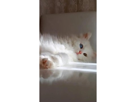 Çok nadir bulunan yavru kedimiz