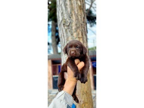 Labrador yavruler