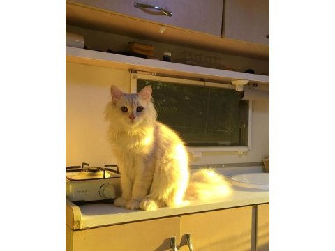 7 aylık erkek british longhair