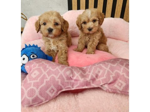  maltipoo  yavrularımız 
