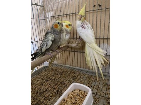 Bebek sultan papağanlar ısırma yok