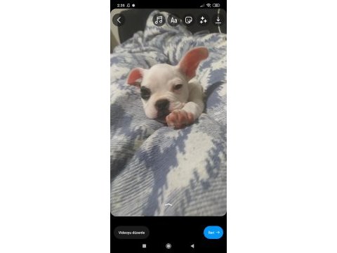 French bulldog (korsan)