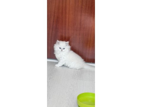 Irk garantili british longhair kedisi