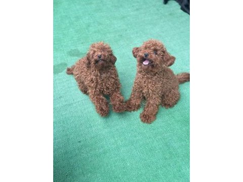 Kore kan toy poodle erkek bebek