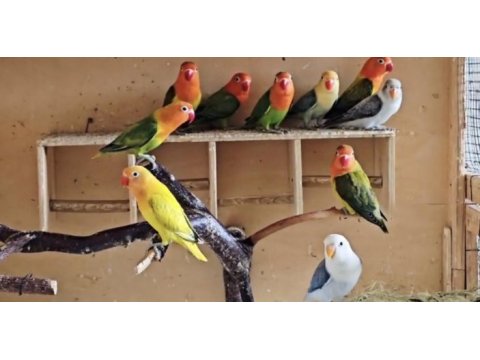 Ful mutasyon cennet papağanı