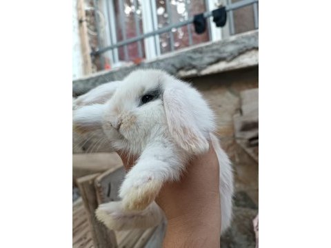Lop tavşanı
