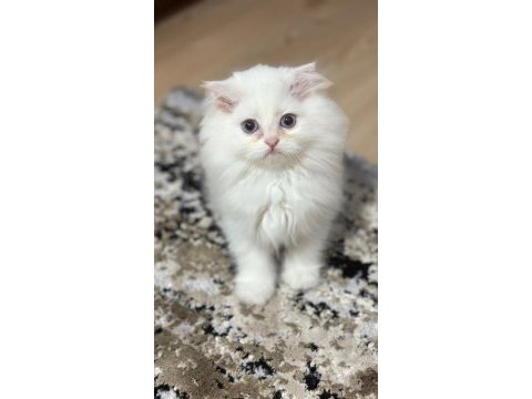 British longhair kedisi